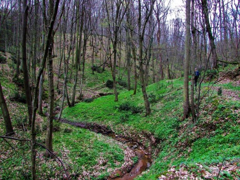 Brvnara Vrsac Villa Dış mekan fotoğraf